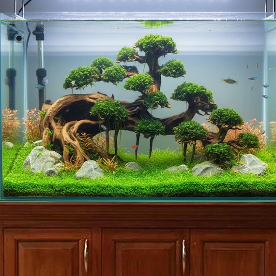 盆栽 水槽 流木 岩 ベース アクアスケープ 水槽 装飾 流木 天然 - Etsy