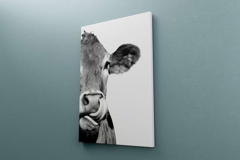 May include: Monochrome canvas print showing a close-up of a cow's face. The cow's nose and tongue are visible, with the tongue extended. The cow's ear is also visible. The canvas is mounted on a wooden frame.