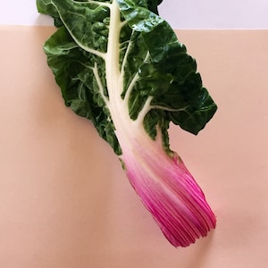 SWISS CHARD SEEDS - Bright Lights, non-GMO, Heirloom, A.A.S. Winnaar Groente, tuinieren, doe-het-zelf, kweek je eigen groenten