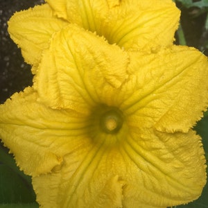 BIO KABOCHA POMPOEN - Japanse pompoen, Hokkaido-pompoen, biologische groente, heerlijk, rijk, zoet, nootachtig, nu planten, oogst in het voorjaar