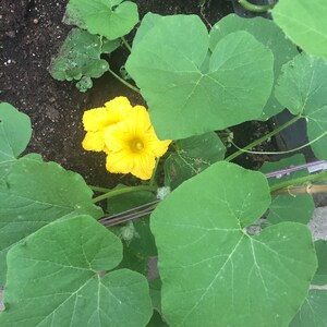 May include: A close-up of a yellow squash blossom with green leaves. The blossom is in full bloom and has a bright yellow color. The leaves are large and green.