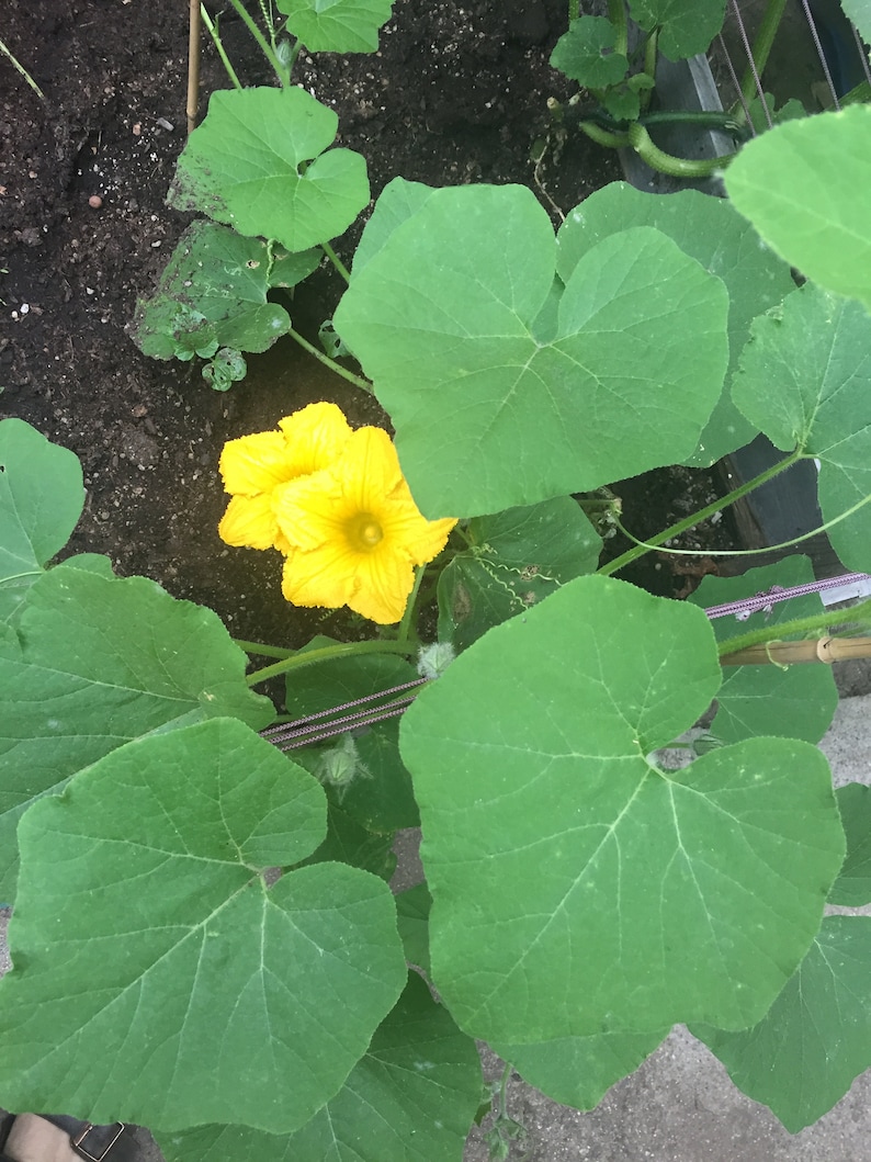 May include: A close-up of a yellow squash blossom with green leaves. The blossom is in full bloom and has a bright yellow color. The leaves are large and green.