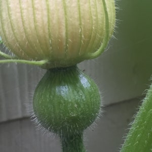 May include: A close-up of a small, green pumpkin with a fuzzy stem. The pumpkin is still attached to the vine and has a light green, fuzzy, round bud on top.