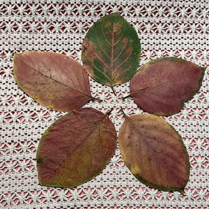 Puede incluir: Cinco hojas de otoño coloridas dispuestas en forma de estrella. Las hojas muestran una gama de colores, incluyendo rojos intensos, verdes y amarillos, con venas visibles. Las hojas están sobre un fondo blanco y rojo estampado.