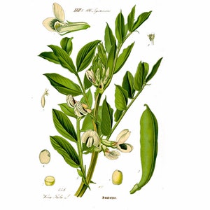 Tuinbonen BROAD WINDSOR, non-GMO, Vicia Faba, biologisch, heirloom, 75 dagen, geweldig hoog eiwitgehalte, natuurlijke tuinfretilisator, zaden van Amerikaanse oorsprong