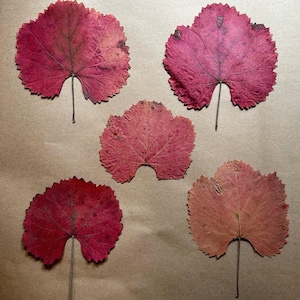 WILD CALIFORNIA GRAPE Dried Leaves, Set of 5 Pressed Leaves, Genuine Botanicals, Organic, Home Decor, Art&Craft Supply, Frower Arrangements