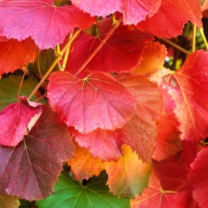 CALIFORNIA WILD GRAPE Seeds, Vitis Californica, Organic Seeds,Roger's Red,Native Ca. Grape,Draught Resistant,Birds & Bees Love It