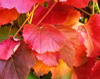CALIFORNIA WILD GRAPE Seeds, Vitis Californica, Organic Seeds,Roger's Red,Native Ca. Grape,Draught Resistant,Birds & Bees Love It