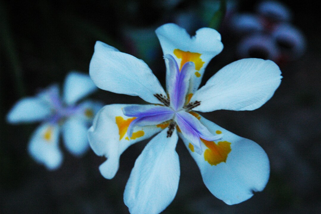Seedeo Pfauenblume Wilde Iris – Dietes Grandiflora, 10 Samen, Winterhart Bis -6°C