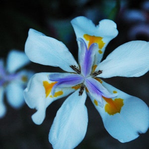 DIETES GRANDIFLORA SEEDS, zweiwöchige Lilie, große wilde Iris, Feeniris, Schmetterlingsiris, wilde Iris, schöne große Blumen
