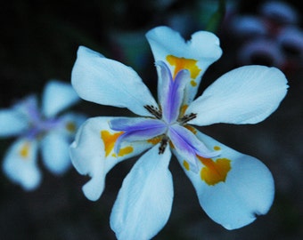 DIETES GRANDIFLORA SEEDS, fortnight lily, large wild iris, fairy iris, butterfly iris, wild iris, beautiful large flowers