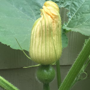 May include: A close-up of a green pumpkin bud with a yellow flower bud on top. The flower bud is curled and has a light green and yellow striped pattern.