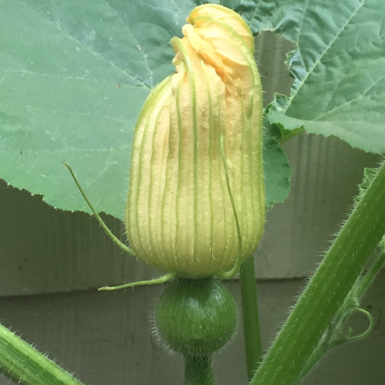 May include: A close-up of a green pumpkin bud with a yellow flower bud on top. The flower bud is curled and has a light green and yellow striped pattern.