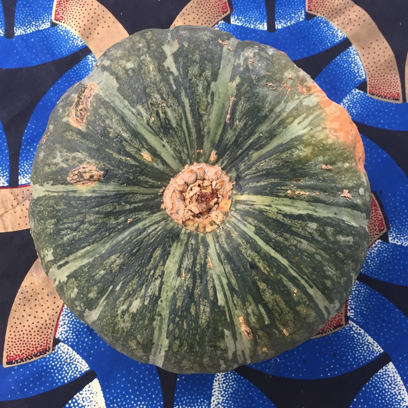 May include: A green and brown pumpkin with a slightly orange hue. The pumpkin has a distinctive pattern of green stripes radiating from the center.