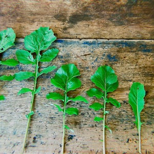 EUROPEAN ARUGULA, eruca sativa, Organic, Heirloom, Non-GMO, Easy To Grow, Hardy Self-Planter, Delicious, Nutritious, Spicy