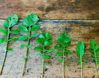 EUROPÄISCHER RUCKULA, Eruca sativa, Bio, Erbstück, Nicht-GMO, einfach anzubauen, robuster Selbstpflanzer, köstlich, nahrhaft, würzig