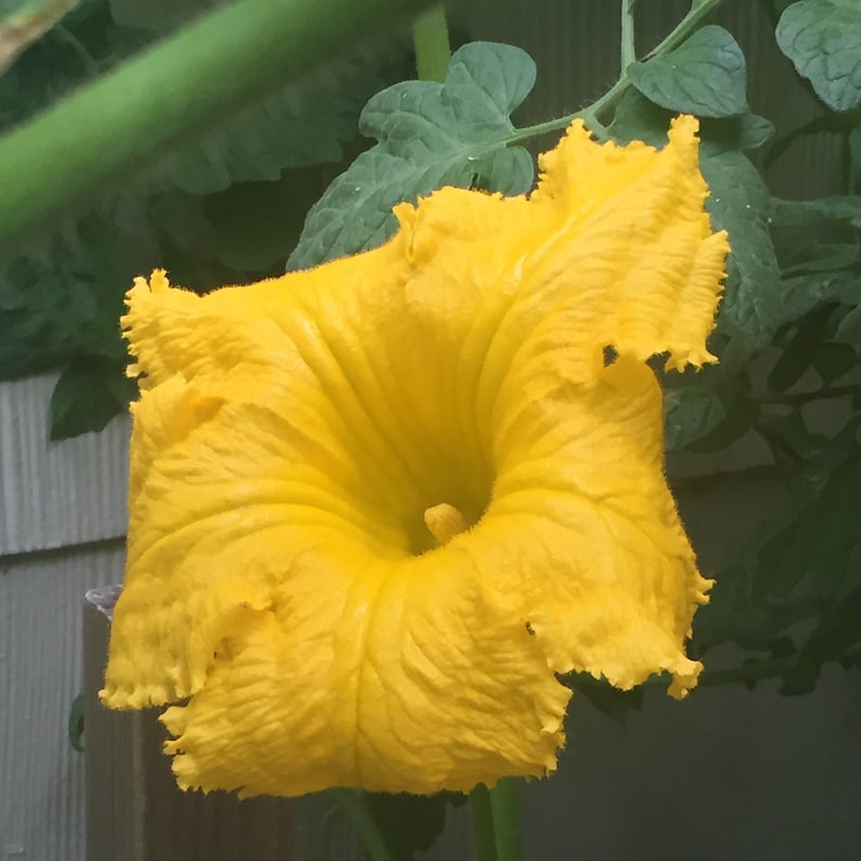 May include: A bright yellow squash blossom with ruffled edges. The flower is in full bloom and has a deep yellow center.