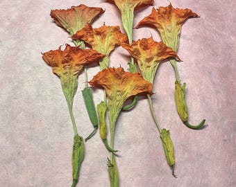 Flores de trompeta de ángel, hermosas brugmansias secas, rosa anaranjado escarchado, flores secas naturalmente y sin prensar, productos botánicos, flores auténticas.