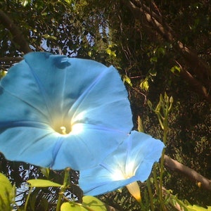 HEAVENLY BLUE Morning Glory Seeds, Heirloom Seeds, Easy To Grow, Fast Growing, Outdoor, Gardening, Plants, Flowers, Organic