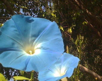 HEAVENLY BLUE Morning Glory Seeds, Heirloom Seeds, Easy To Grow, Fast Growing, Outdoor, Gardening, Plants, Flowers, Organic