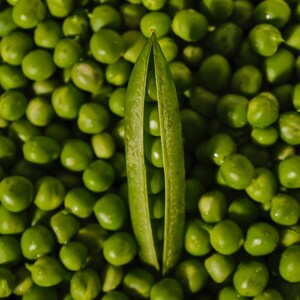 PISELLI BIOLOGICI PROGRESS, pisum sativum, a resa precoce. Piselli da sgranare, origine USA. Coltiva le tue proteine, a crescita rapida, facili da coltivare.