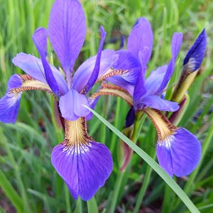 May include: Close-up of two vibrant purple iris flowers with yellow and brown markings. The petals are delicate and detailed, surrounded by green grass and leaves. The flowers are in full bloom, showcasing their intricate patterns and colors.
