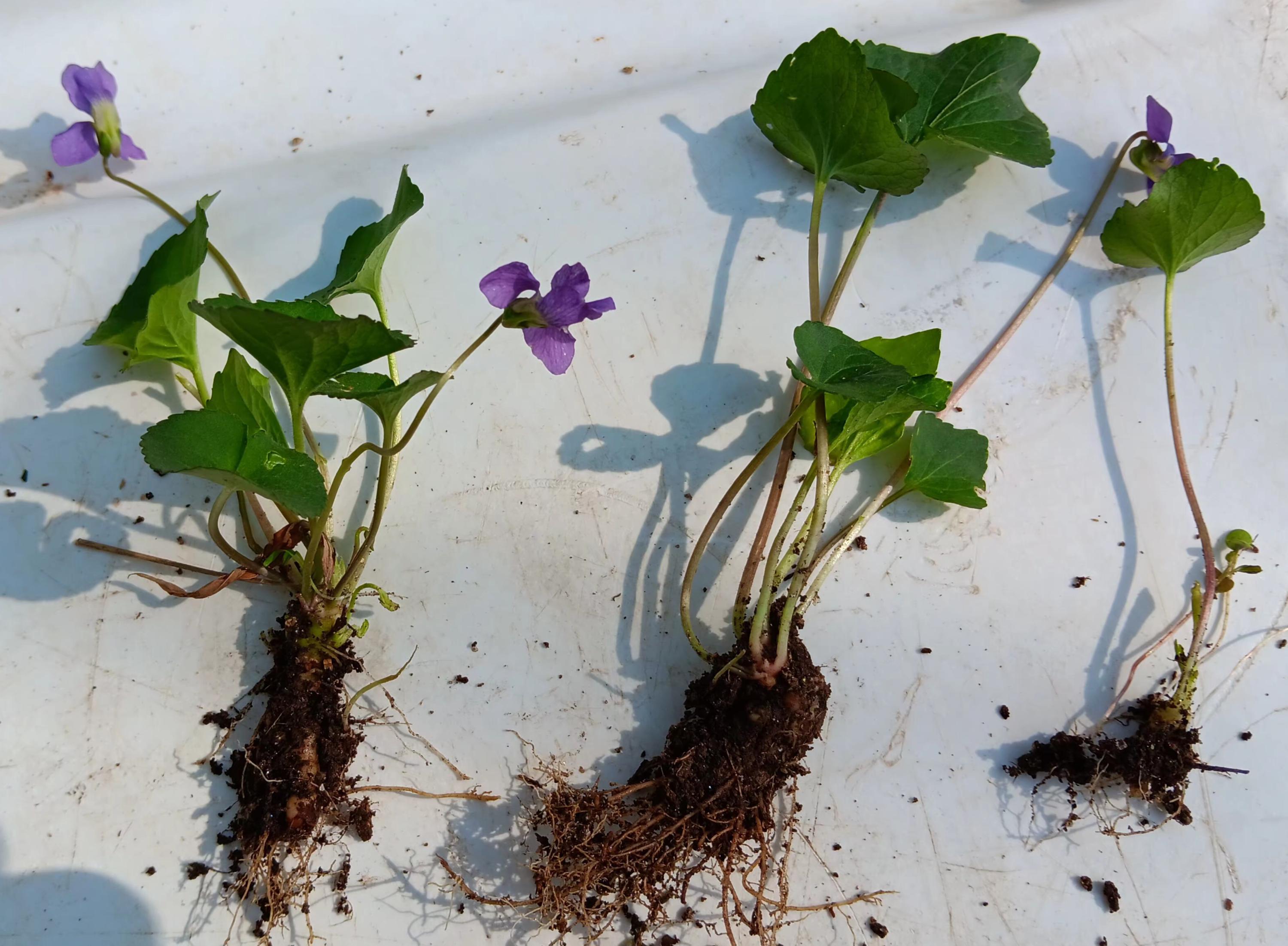Wild Violet, Viola Sororia, Early Pollinator Food, Common Violet