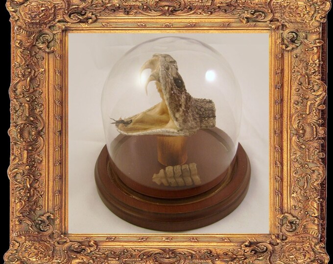 LOVED TO DEATH Genuine Taxidermy Rattlesnake Head and Rattle Etsy