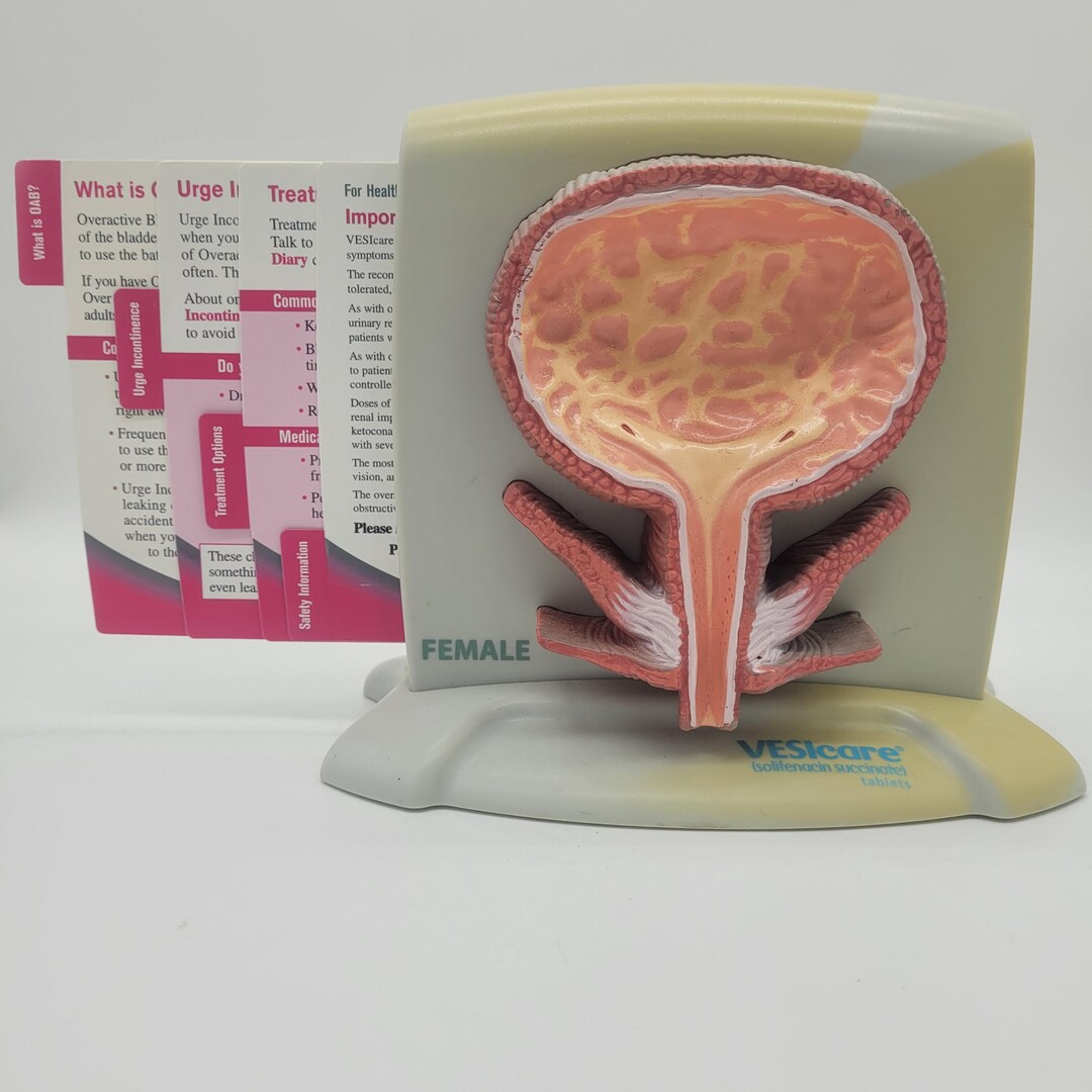 Vintagemedical Bladder Model, Male Female, Pharma, Science Model - Etsy