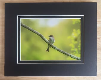 Bird Wall Art