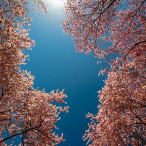 Spring Blossoms -signed fine art Print Nature Photography-Art Prints-Photography-Wall Art-Landscape Print-Photos-