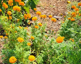 Crackerjack Marigold Seeds