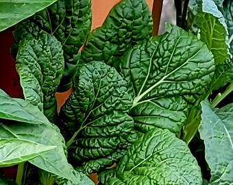 Chijimisai Organic Greens Seeds