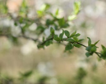 Helios 44-2 Petzvale 58 mm f/2 ¡Probado en foto/vídeo! Incluye adaptador de montura Canon 42.