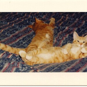 Kitties Showing Off In  &quot;How&#39;s This Pose&quot;  Are Waiting For You To Send To A Friend