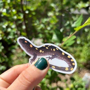 May include: A black and yellow spotted salamander sticker. The sticker is on a white background and has a glossy finish.