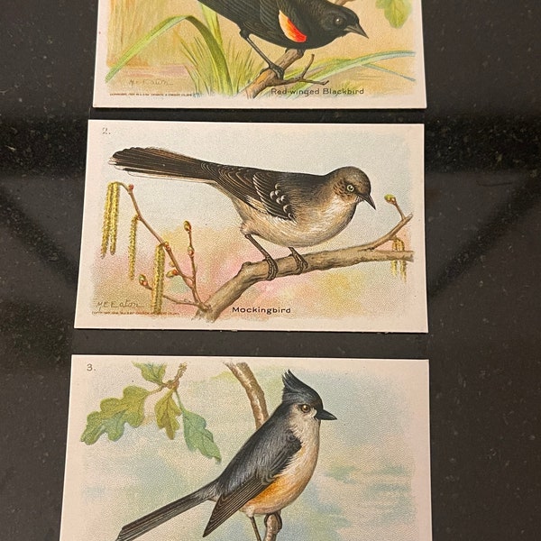 3 Vintage Birds Cards 60's Arm & Hammer Birds of America Litho  - Ephemera Gifts Mockingbird Blackbird Titmouse