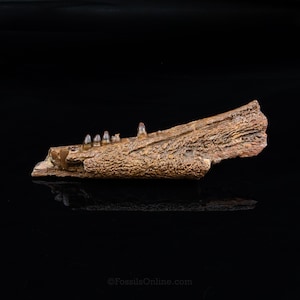 Könnte beinhalten: Ein versteinertes Kieferknochen mit sichtbaren Zähnen, der eine hellbraune Farbe und eine strukturierte Oberfläche aufweist. Das Fossil wird vor einem schwarzen Hintergrund präsentiert, der seine natürlichen Details hervorhebt. Der Kieferknochen ist ein Relikt aus der Vergangenheit.