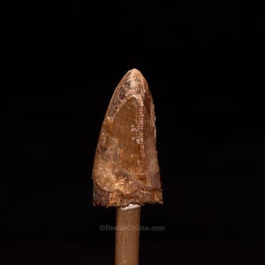 Tyrannosaurus rex Tooth  Premax .99&quot;
