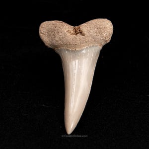 Fossil Isurus Desori 4,5 cm Lee Creek