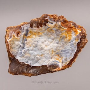 May include: A polished, irregularly shaped stone with a textured surface. The stone features a central area of white, bubble-like formations, surrounded by bands of orange, brown, and blue hues. The edges are a darker brown colour.