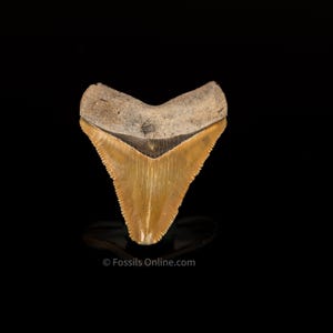 Fossil Light Green Bone Valley Megalodon 2.08&quot;
