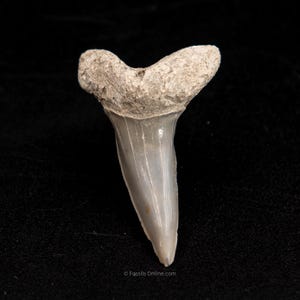 Fossil Isurus Desori Lee Creek