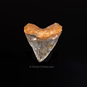 Fossil Bone Valley Megalodon 1.64&quot;