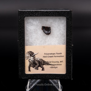 Triceratops Tooth Sm Case Hell Creek FM