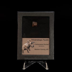 Triceratops Tooth Sm Case Lance FM