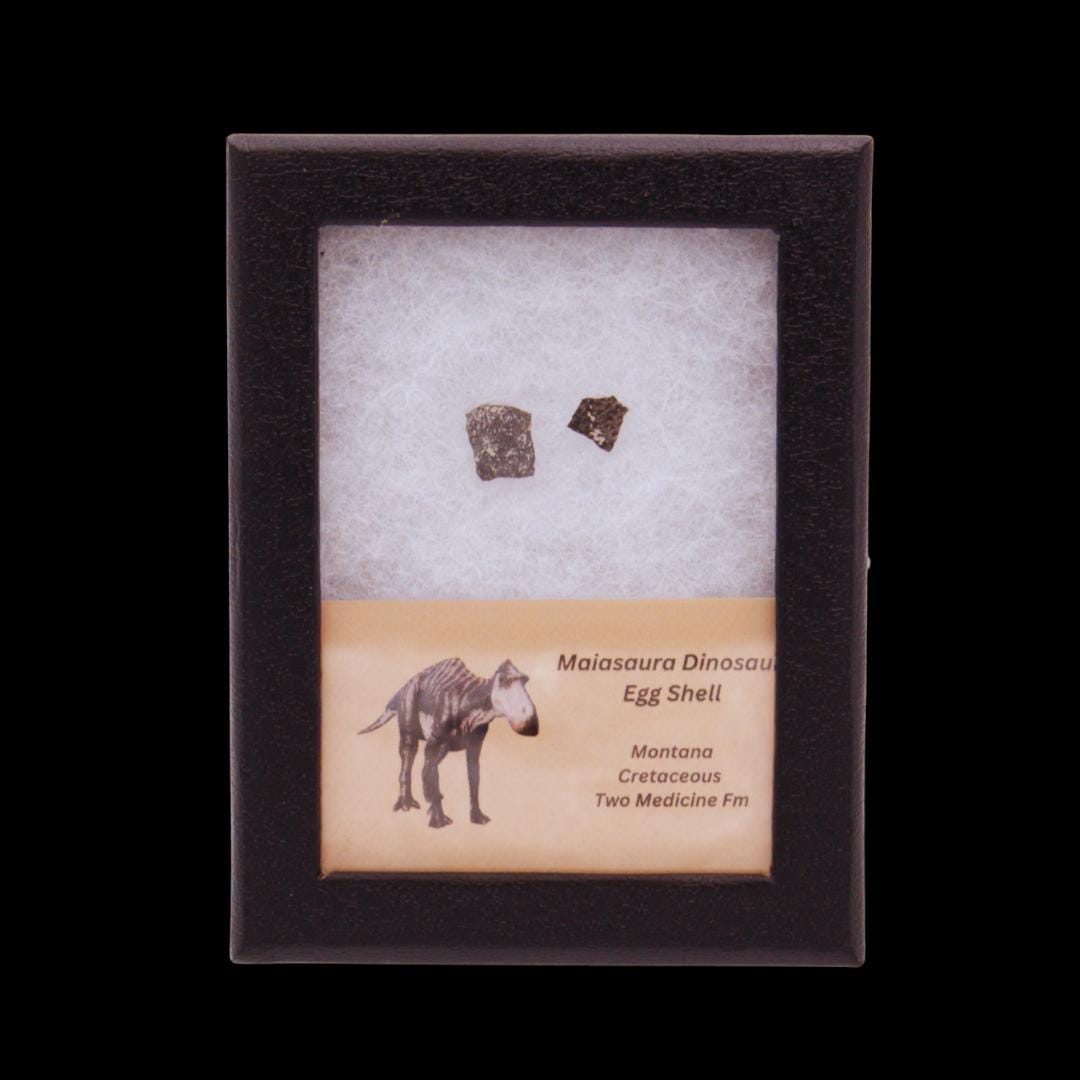 Maiasaura Dinosaur Egg Shell in Display Case - Etsy