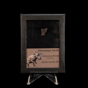Triceratops Tooth Sm Case Lance FM