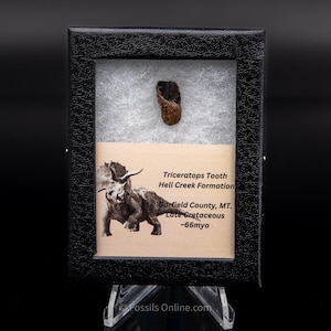 Triceratops Tooth Sm Case Hell Creek FM