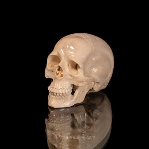 LG Skull carved from Moose Antler